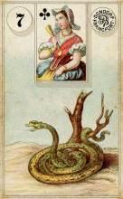 Lenormand Card 7 Snake Meaning & Combinations