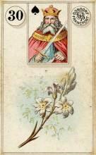 Lenormand Lily Card Meaning