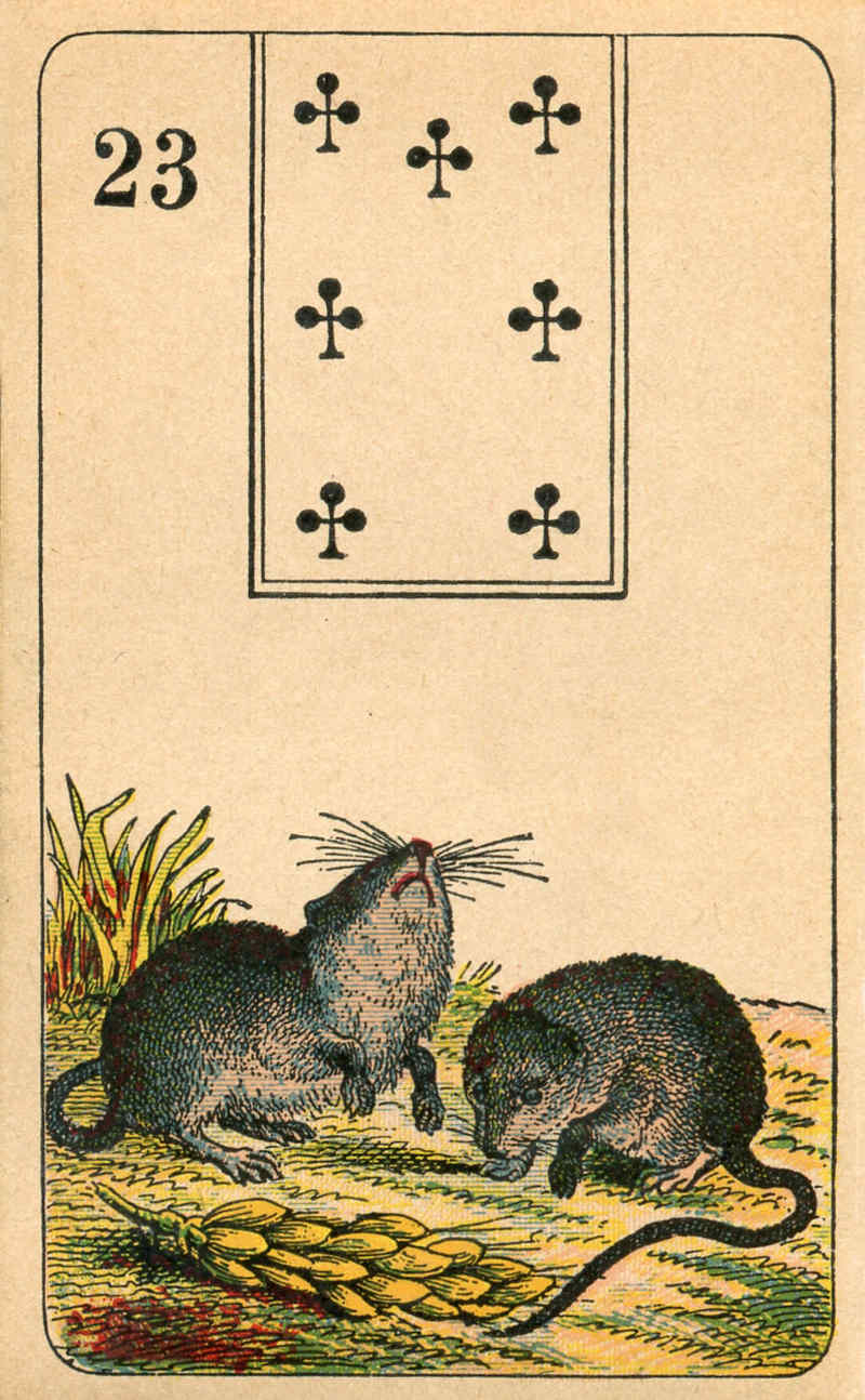 23.Mice